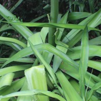 Furcraea foetida (L.) Haw.